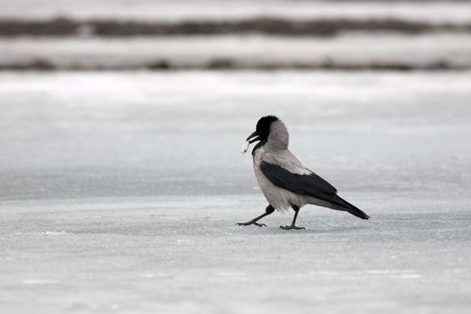 Grey crow on ice of the river with a fish 