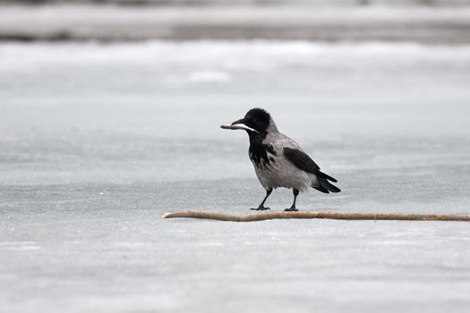 Grey crow on ice of the river with a fish 