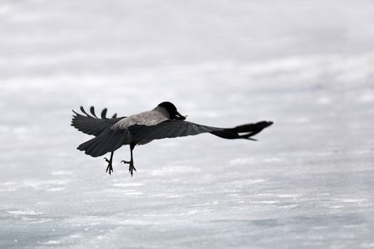 Flying with the caught fish grey  crow