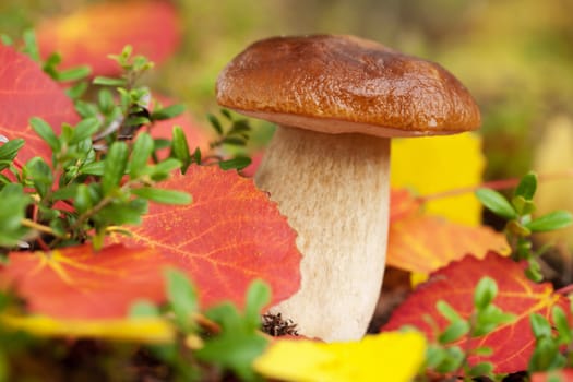 cep mushroom in forest