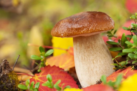 cep mushroom in forest 