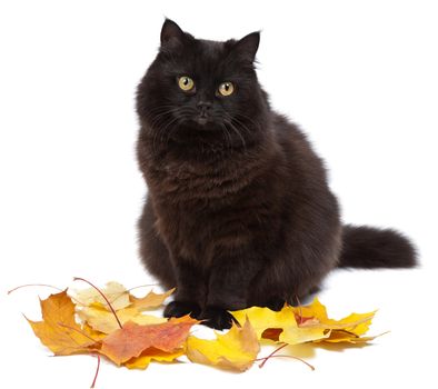 cat and autumn isolated