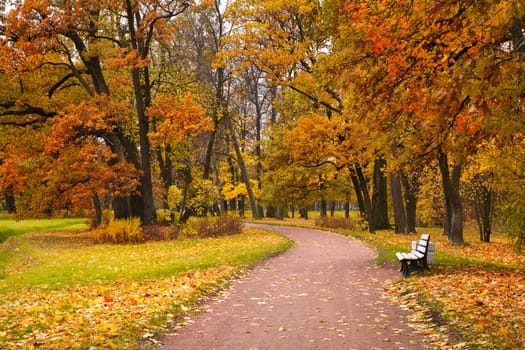 autumn in park