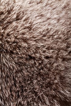 abstract fur background 