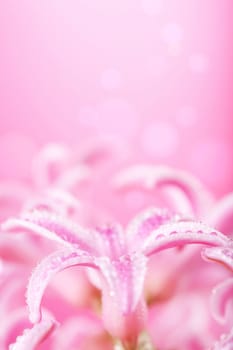 pink hyacinth flower 