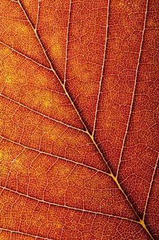 colorful autumn leaf background