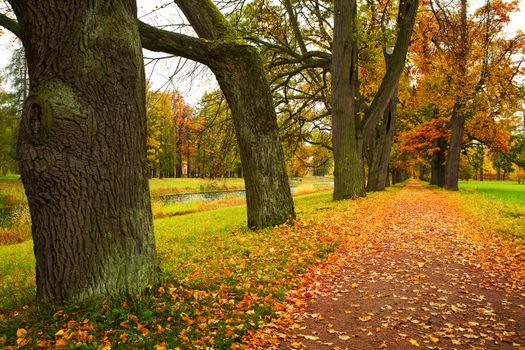 autumn alley in park