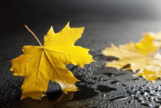 yellow maple leaves