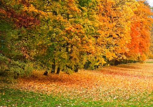 autumn forest 