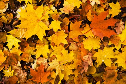 colorful autumn leaves background 
