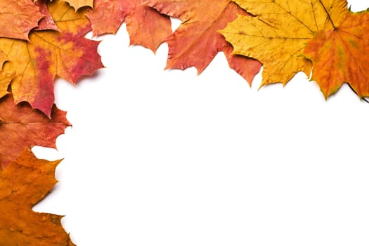dry autumn leaves isolated 