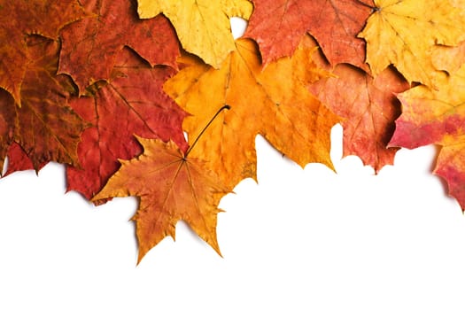 dry autumn leaves isolated 