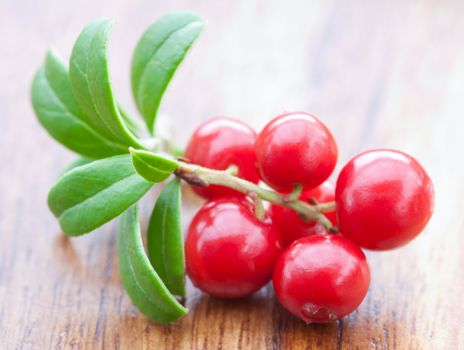 fresh cowberry