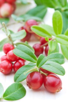 fresh cowberry