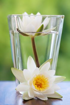white water lilly
