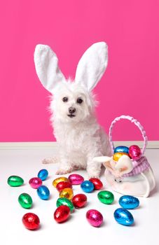 An adorable dog wearing bunny ears and surrounded by lots of colourful easter eggs.