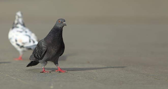 Black pigeon walking in a city street. 