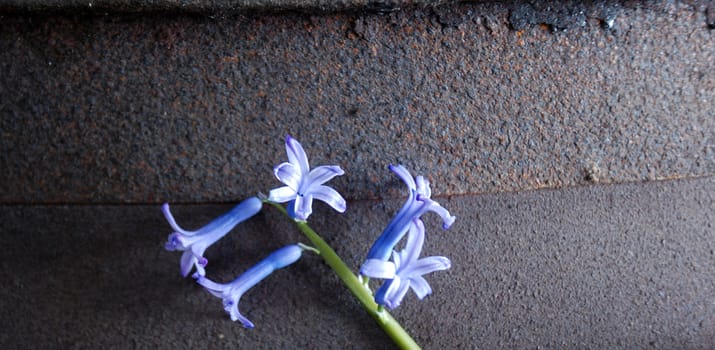 Bluebells