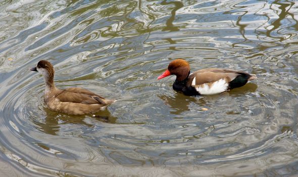 Red-crested pochard (netta rufina) swimming in the water