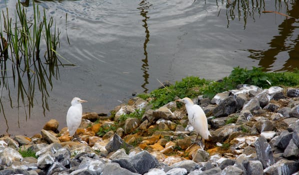 White birds near the water