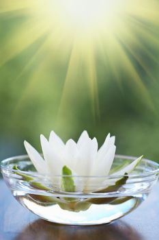 white water lilly 