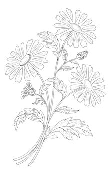 Bouquet of chamomile flowers isolated on a white background
