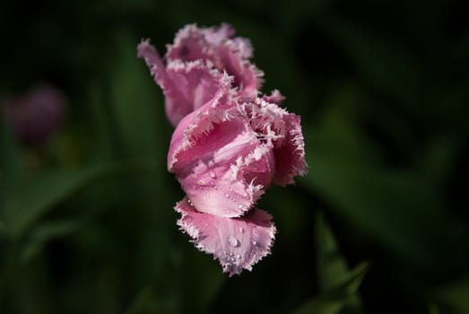 Spring tulips with dew on the petals