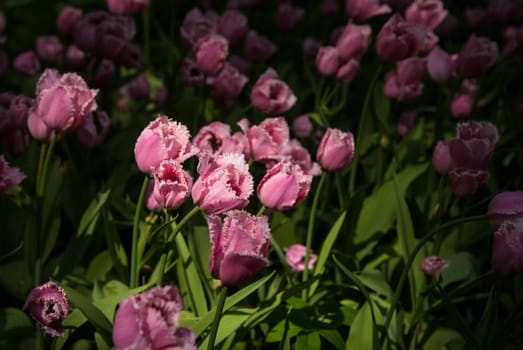 Spring tulips with dew on the petals