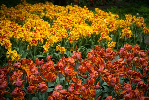 Spring tulips with dew on the petals