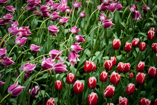 Spring tulips with dew on the petals