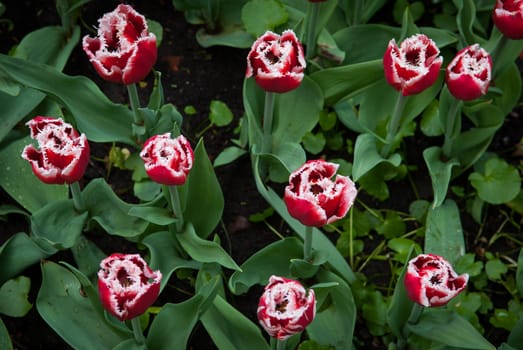 Spring tulips with dew on the petals