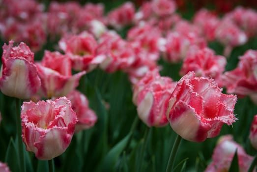 Spring tulips with dew on the petals