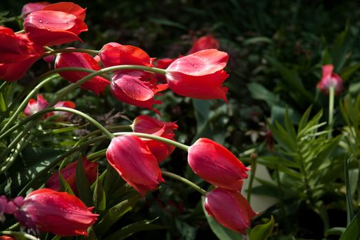 Spring tulips with dew on the petals