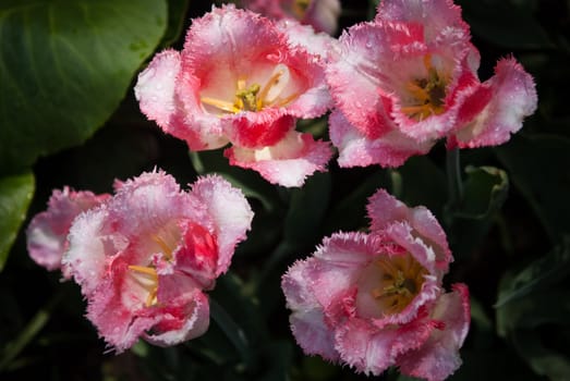 Spring tulips with dew on the petals