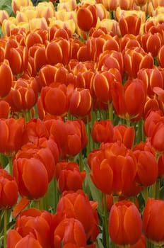 Detail of colorful tulip flower arrangement
