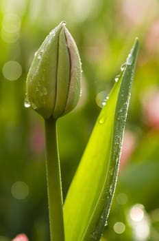 Detail of colorful tulip flower arrangement