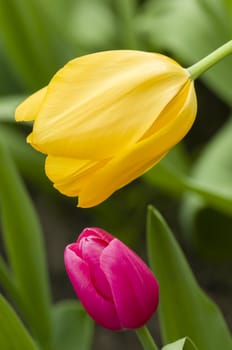 Detail of colorful tulip flower arrangement