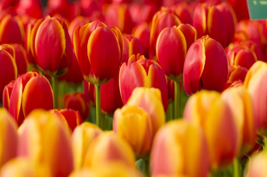 Detail of colorful tulip flower arrangement