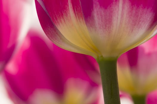 Detail of colorful tulip flower arrangement