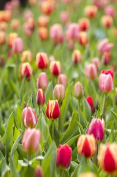 Detail of colorful tulip flower arrangement