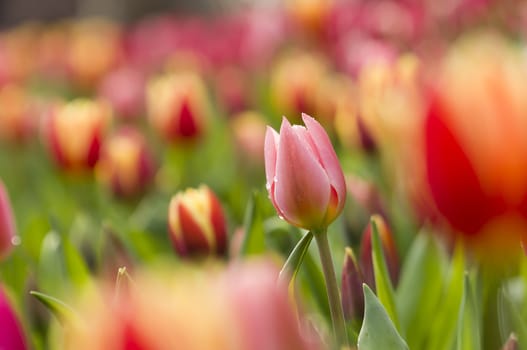 Detail of colorful tulip flower arrangement