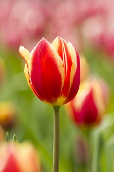 Detail of colorful tulip flower arrangement