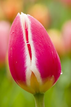 Detail of colorful tulip flower arrangement