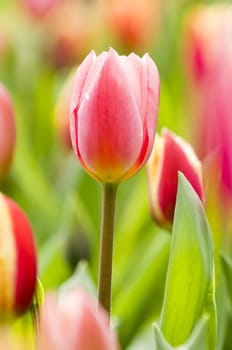 Detail of colorful tulip flower arrangement