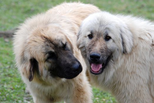 sharplaninetz,macedonian sheep dog