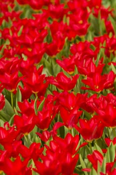 Detail of colorful tulip flower arrangement