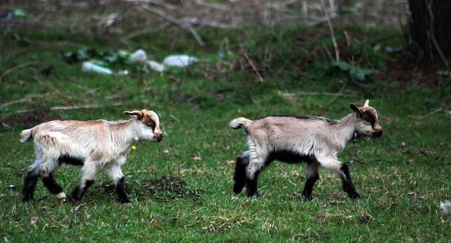 Young goats
