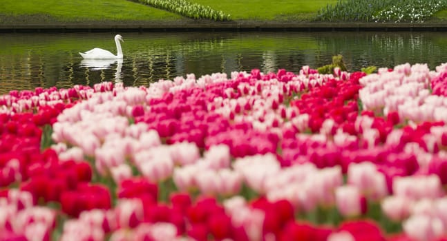 Detail of colorful tulip flower arrangement