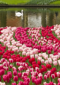 Tulip field with swan on pond