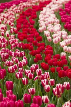 Detail of colorful tulip flower arrangement